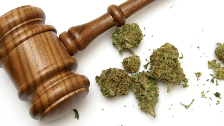 cannabis law service